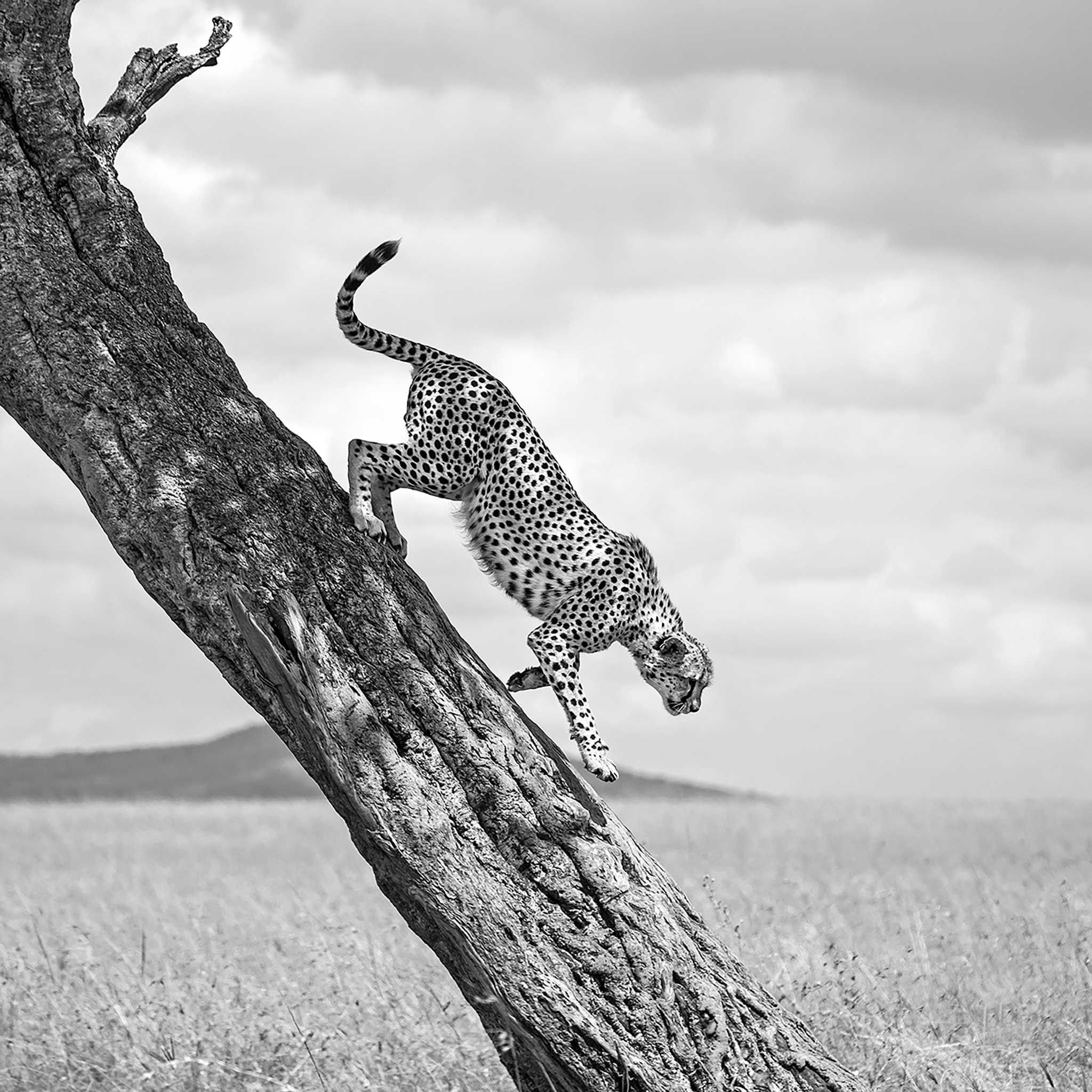 The Way Down- Collection: Kenya