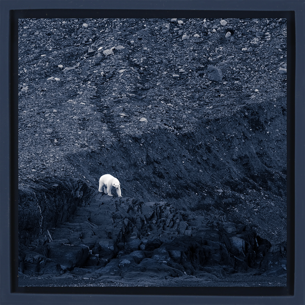 Waiting for Winter - Dark Blue Wrapp