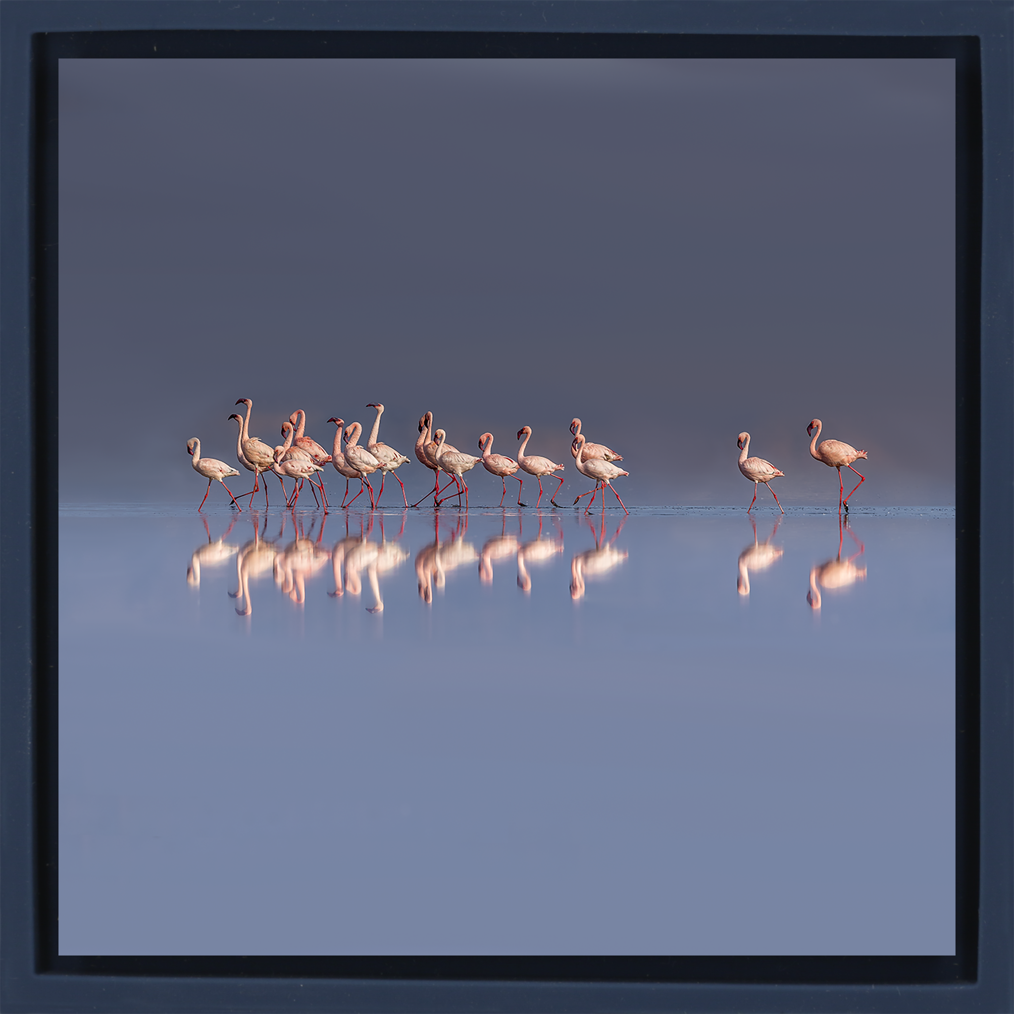The Pink Parade- Dark Blue Wrapp