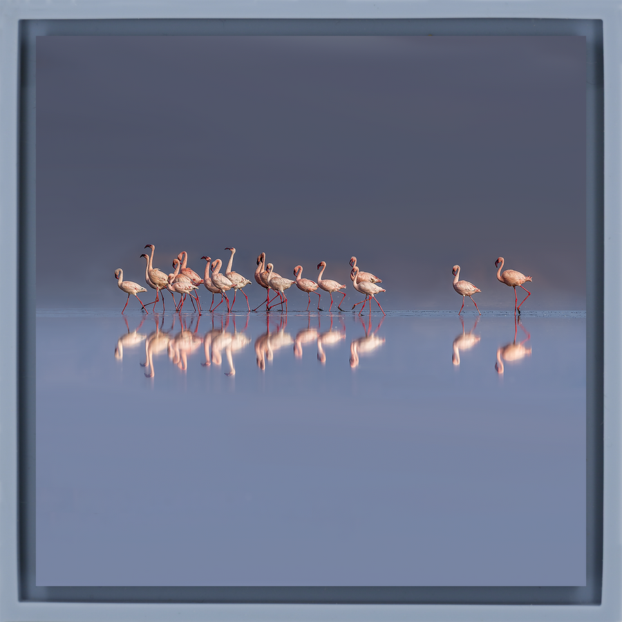 The Pink Parade - Lichtblauwe Wrapp