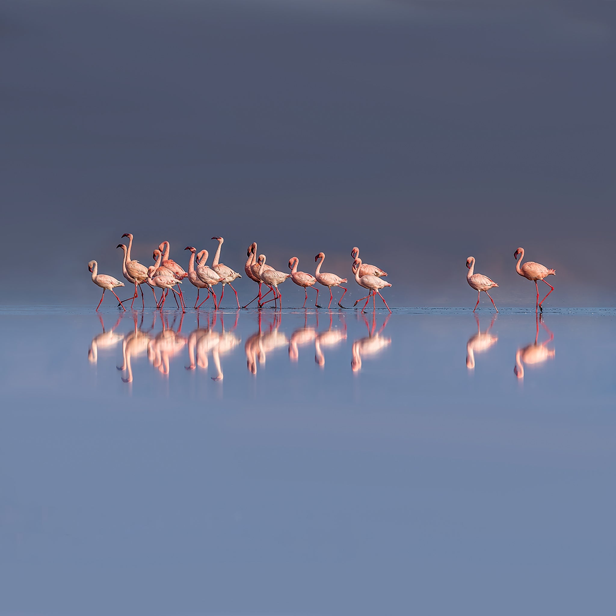 The Pink Parade- Collection: Tanzania