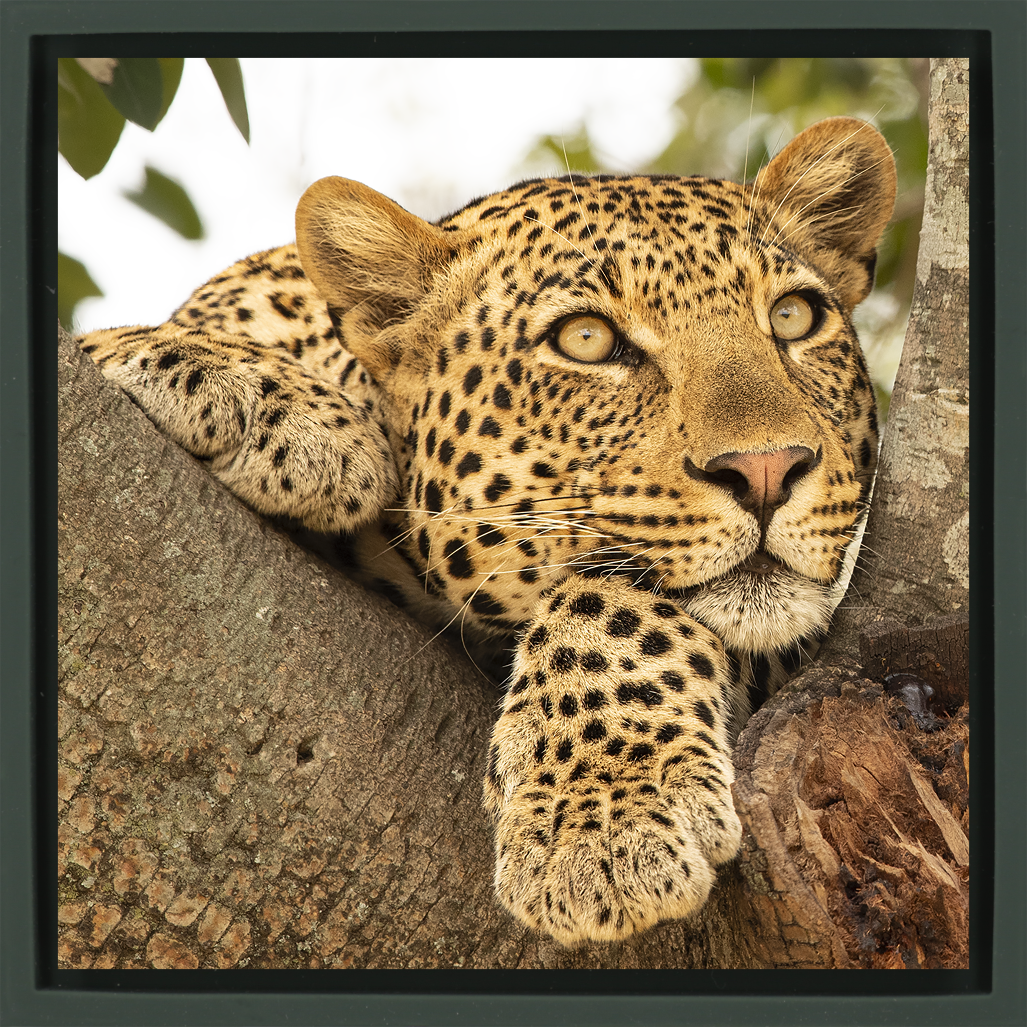 Serengeti Sunday- Dark Green Wrapp