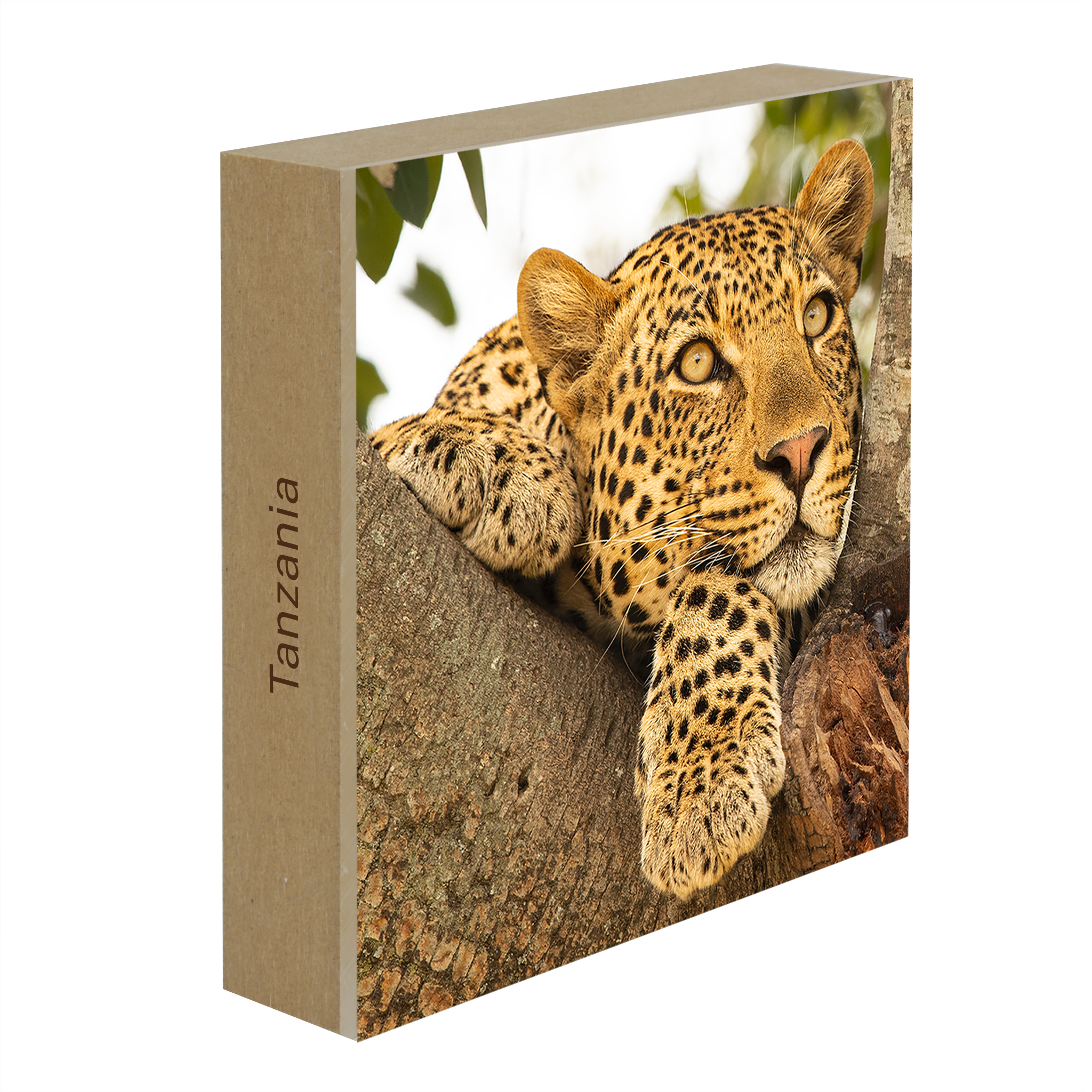 Serengeti Sunday- Collection: Tanzania