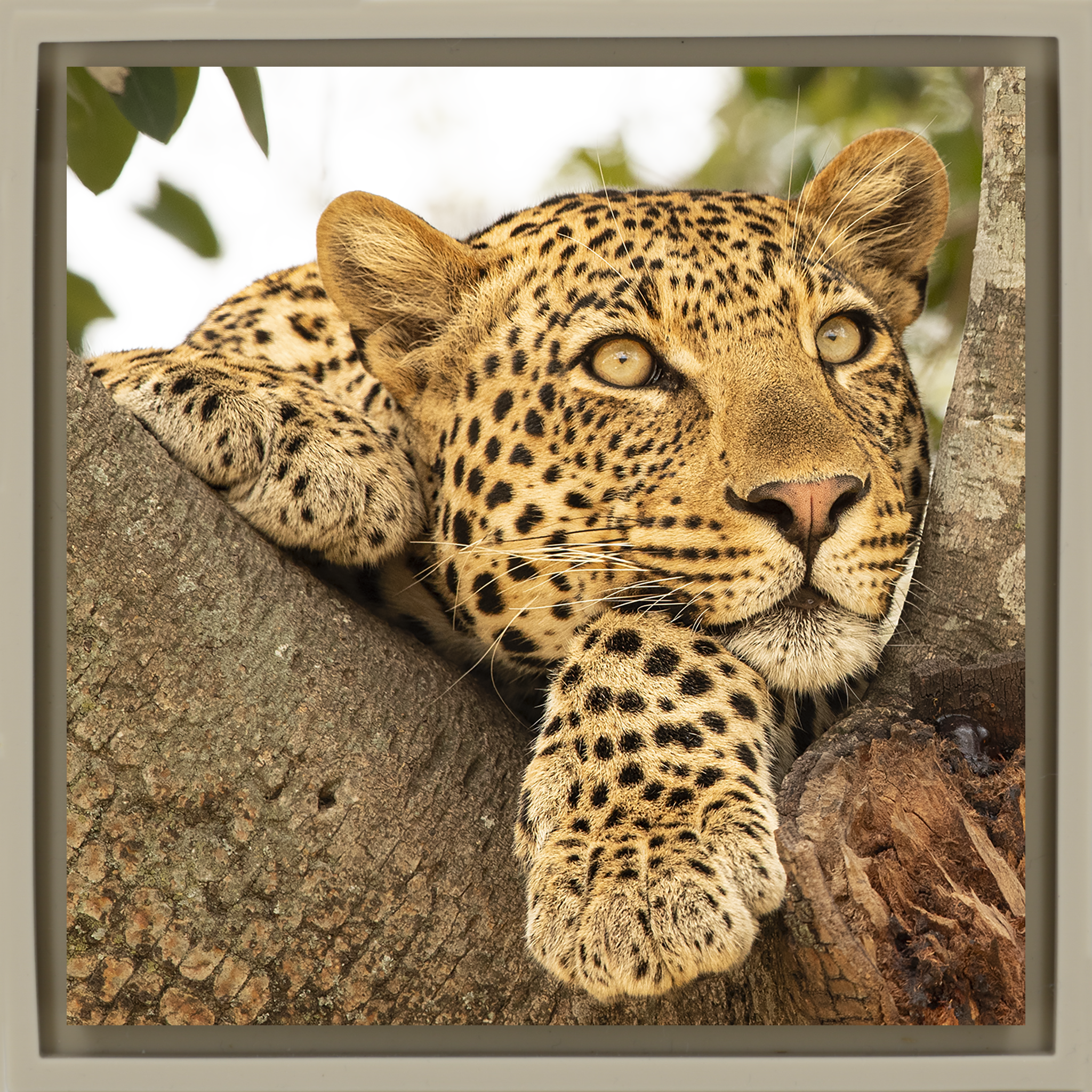 Serengeti Sunday- Sand Wrapp