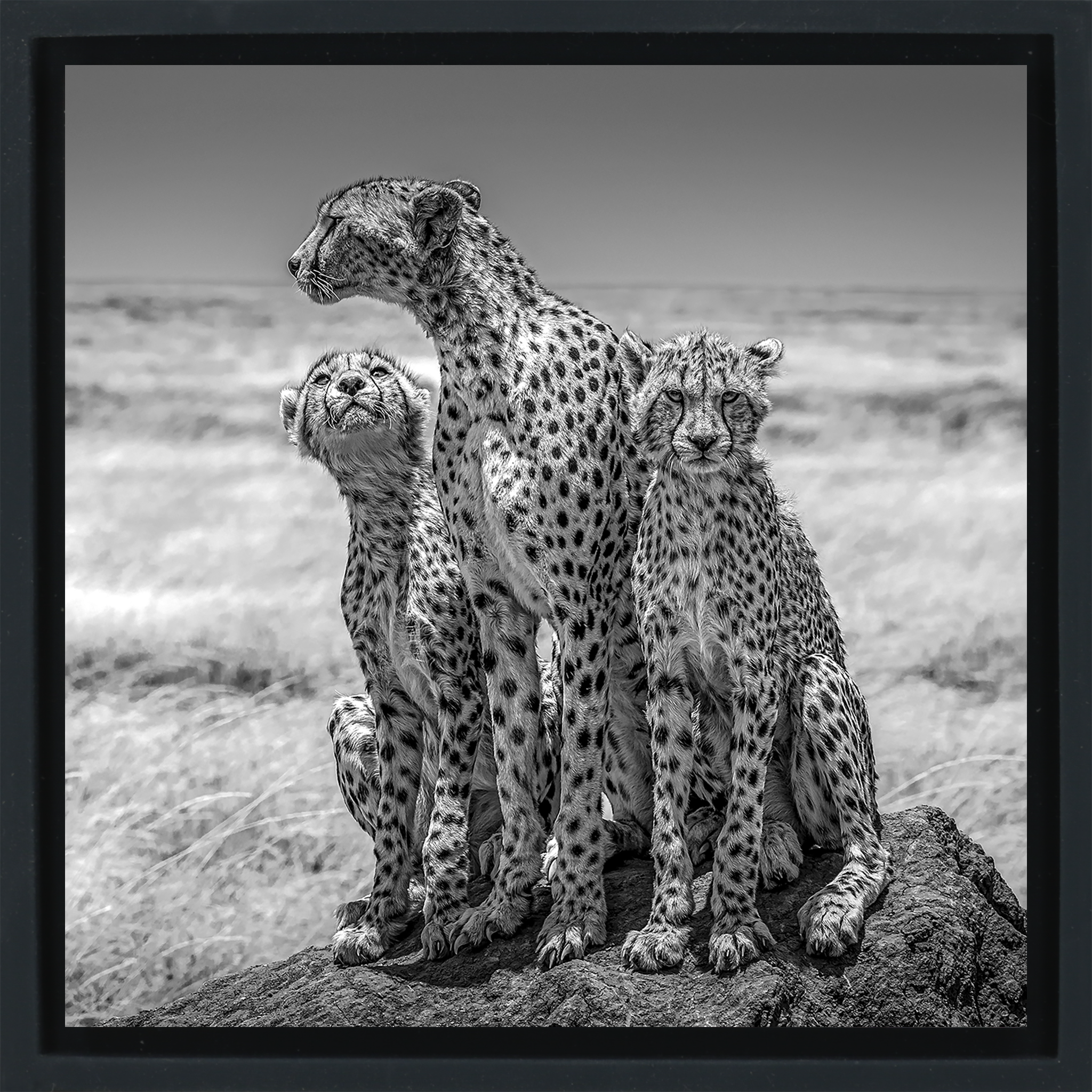 The Lookout- Black Wrapp
