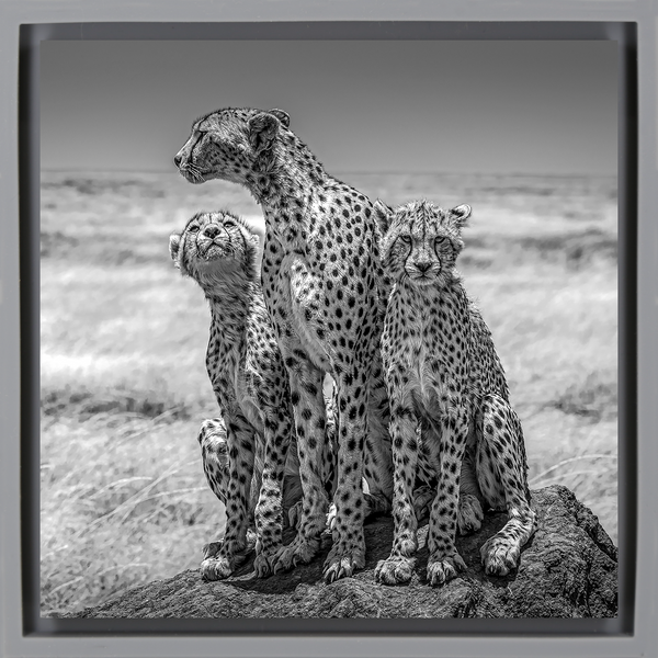 The Lookout - Grey Wrapp