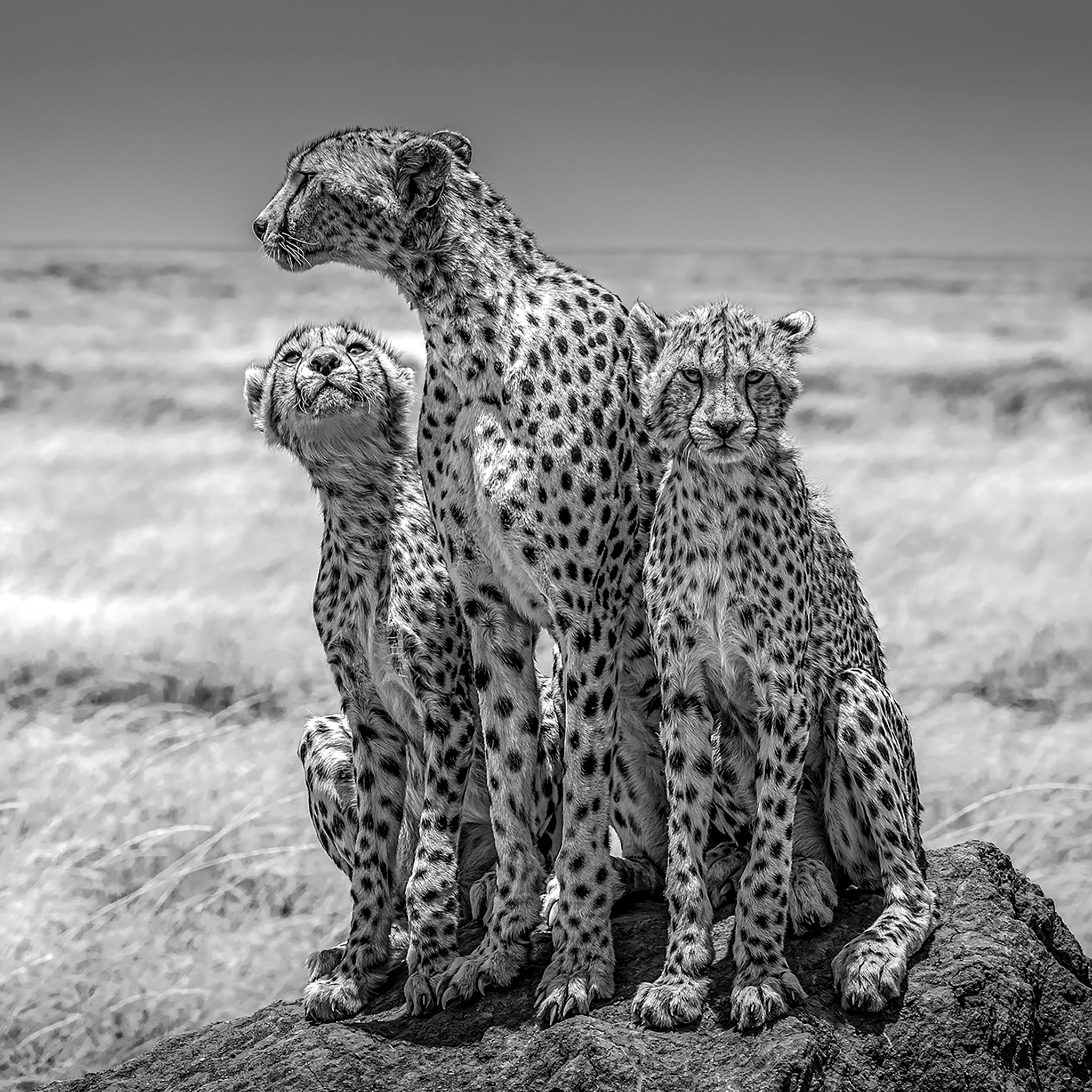 The Lookout- Collection: Tanzania
