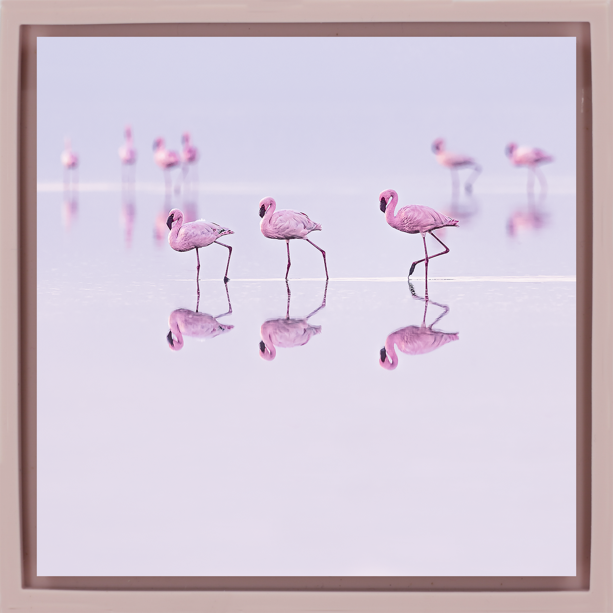 Natron Pastel Waters- Pink Wrapp