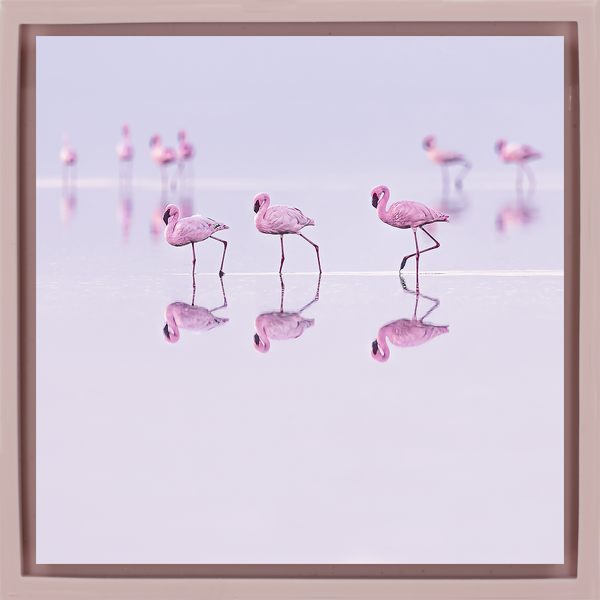 Natron Pastel Waters - Roze Wrapp