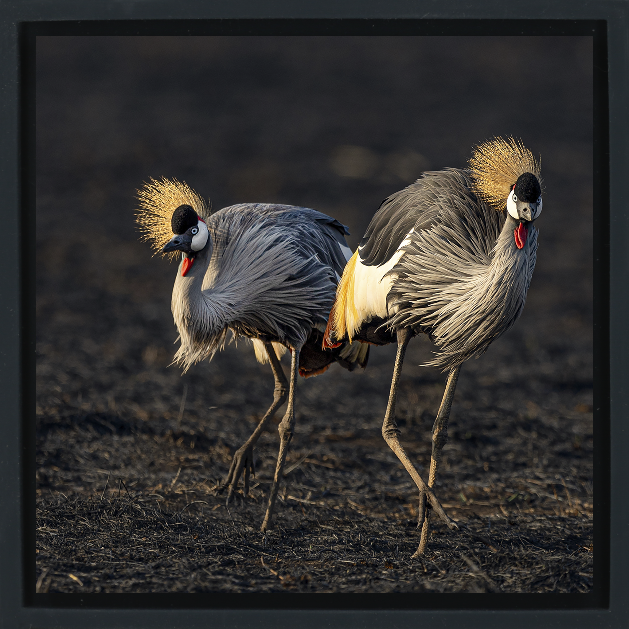 The Crowned Pair- Black Wrapp