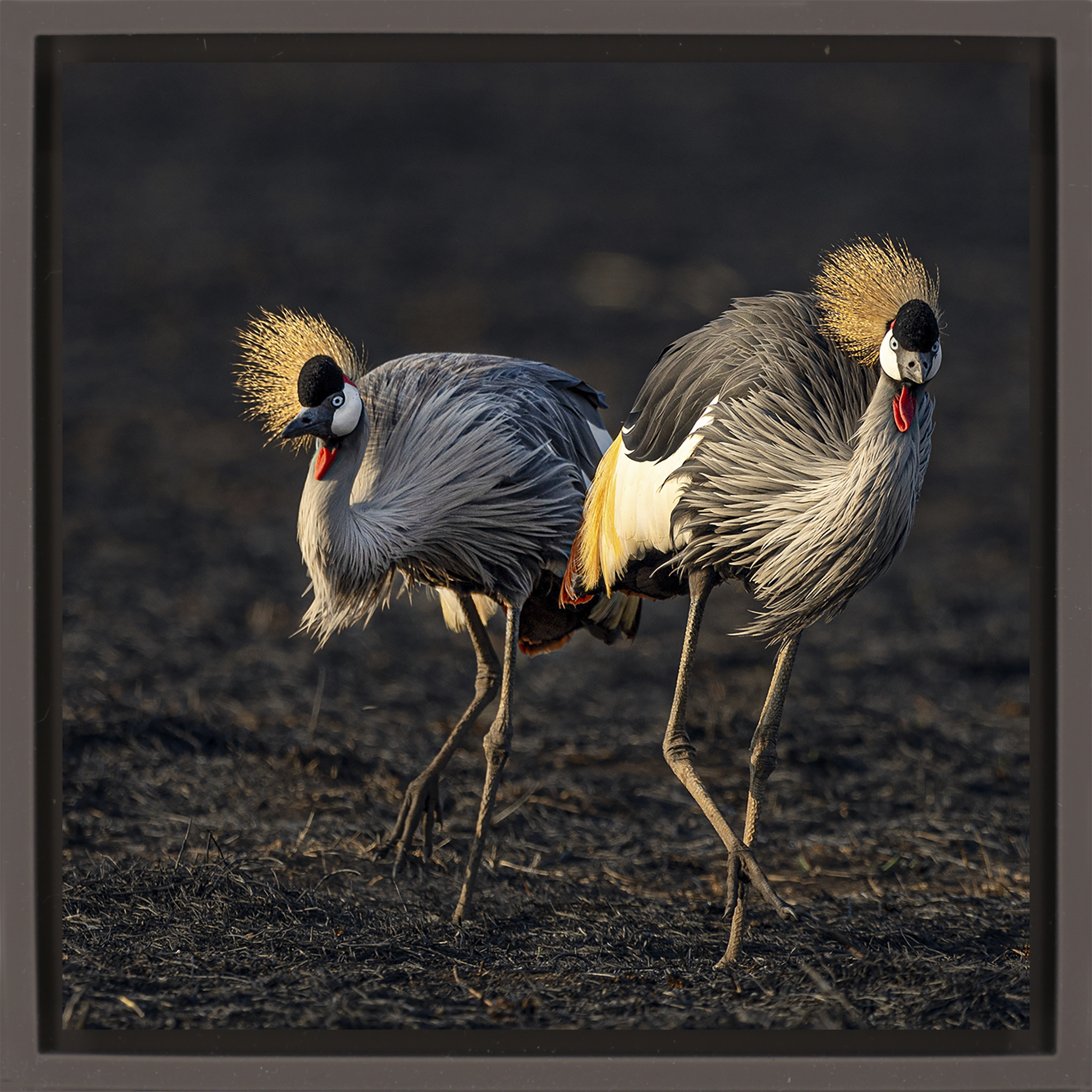The Crowned Pair- Brown Wrapp