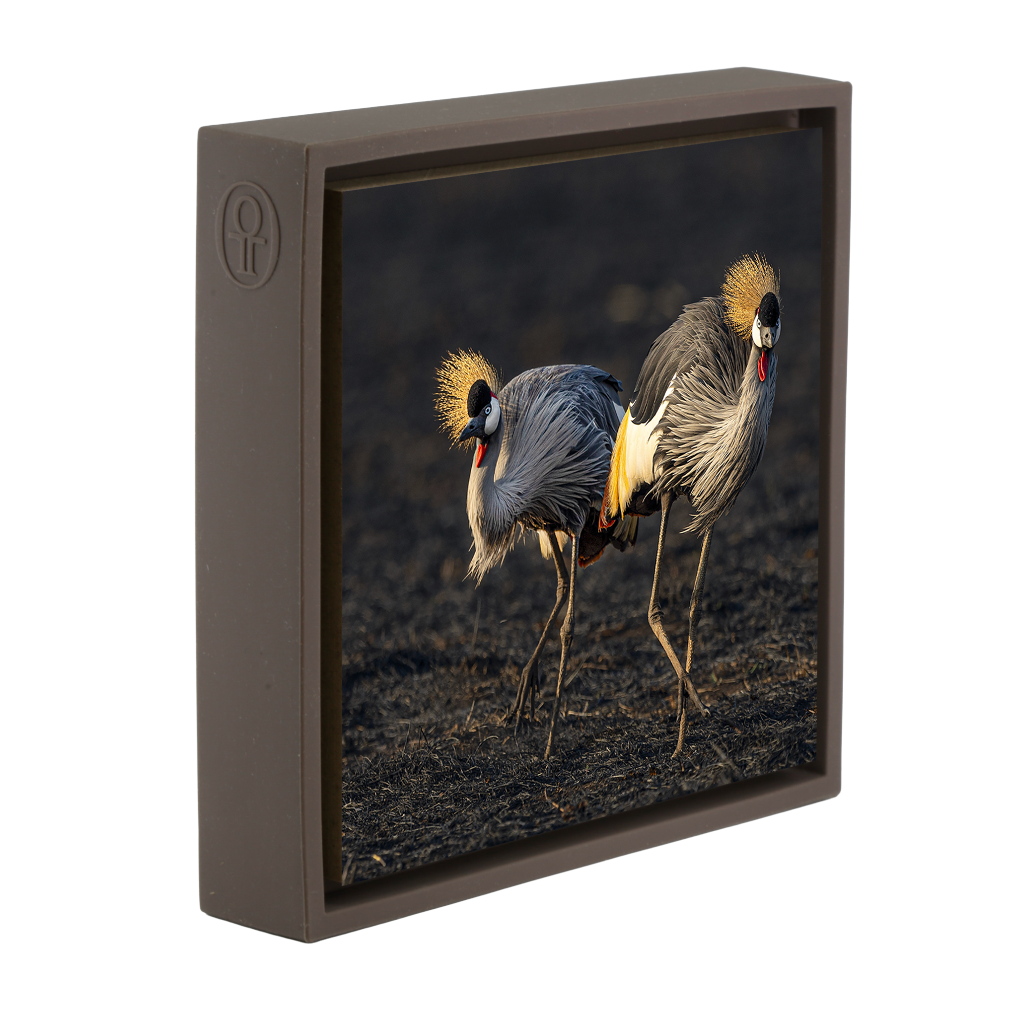 The Crowned Pair- Brown Wrapp