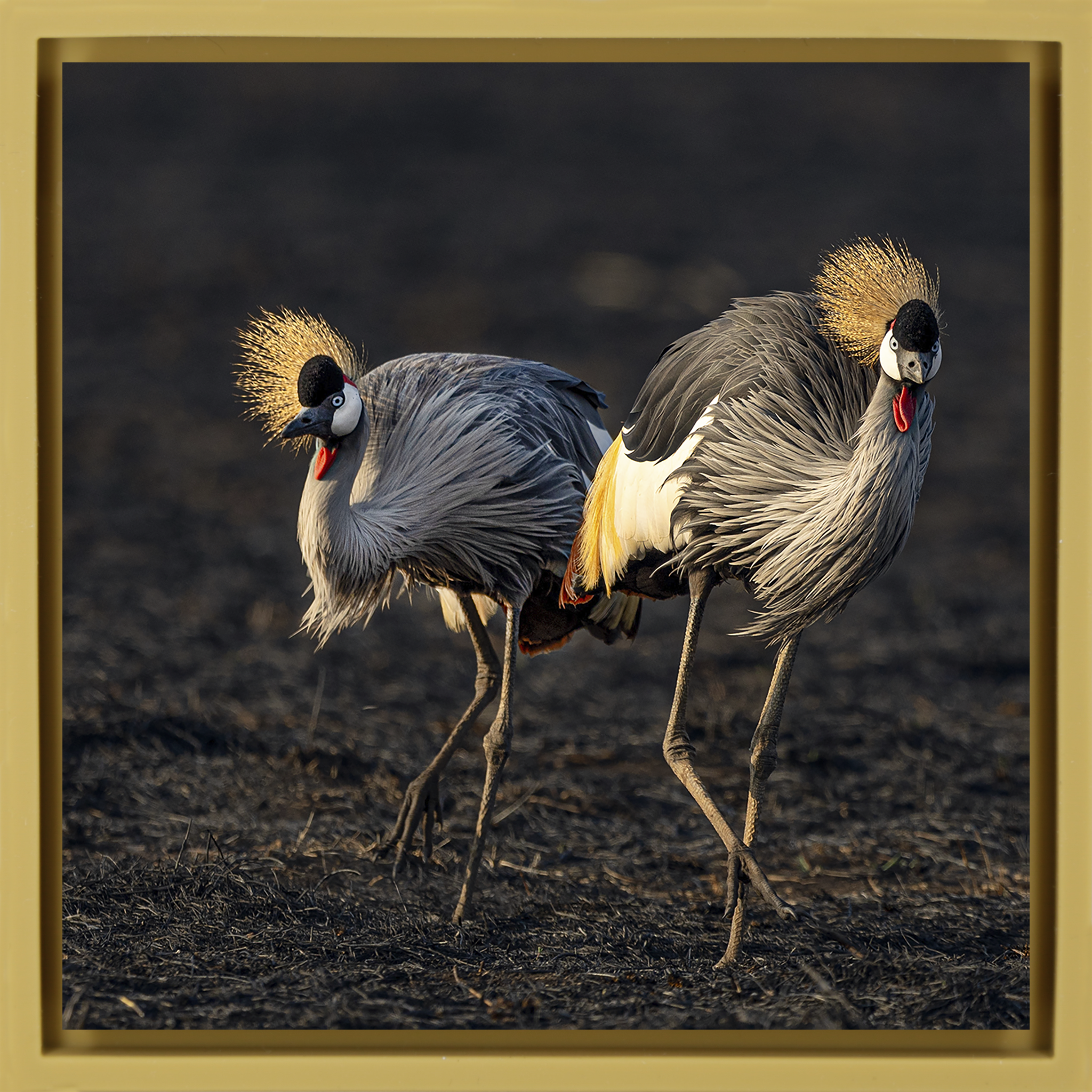 The Crowned Pair- Ochre Wrapp