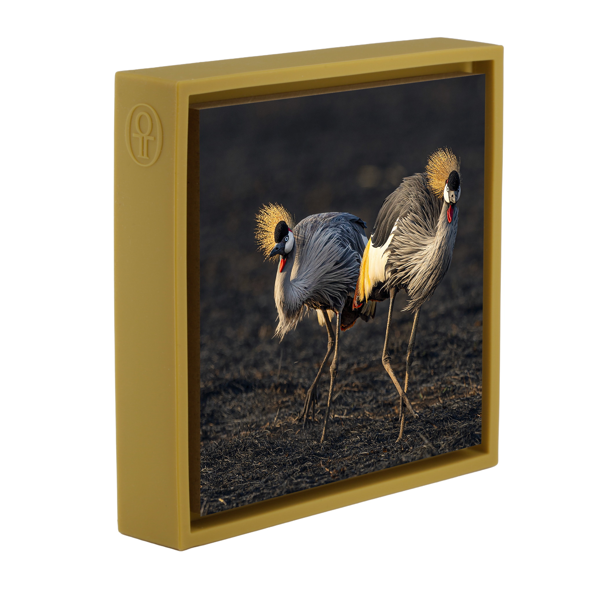 The Crowned Pair- Ochre Wrapp