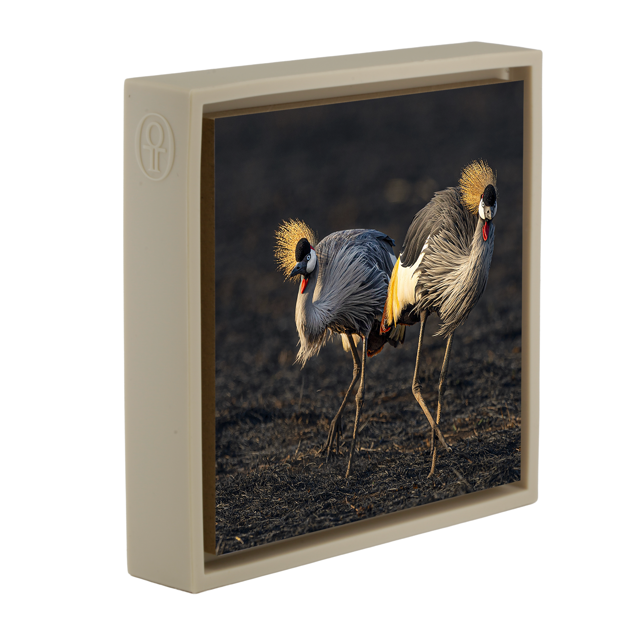 The Crowned Pair- Sand Wrapp