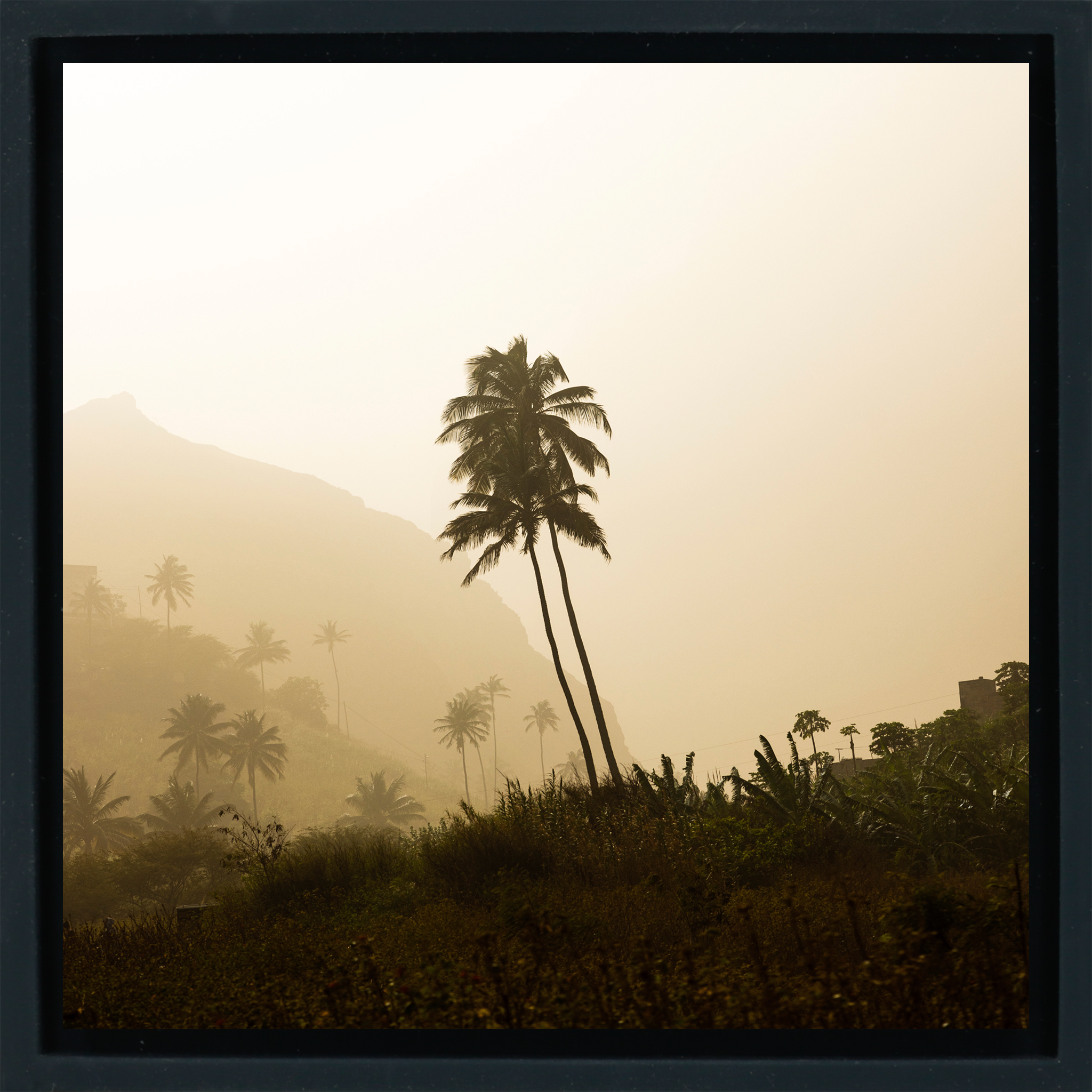 Palm Tree - Black Wrapp