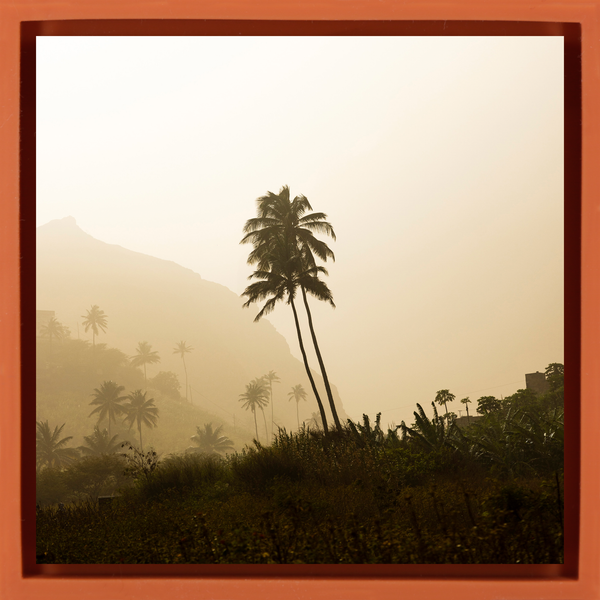 Palm Tree - Orange Wrapp