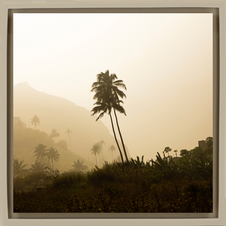 Palm Tree - Sandfarbene Wrapp