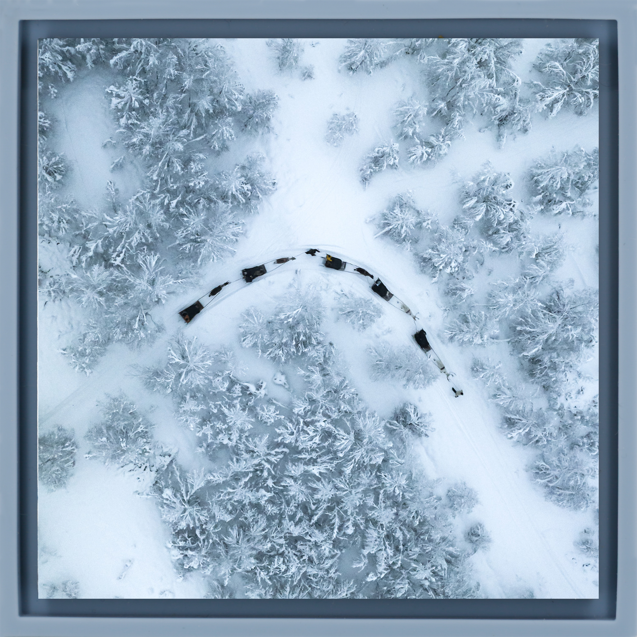 Dog Sled - Light Blue Wrapp