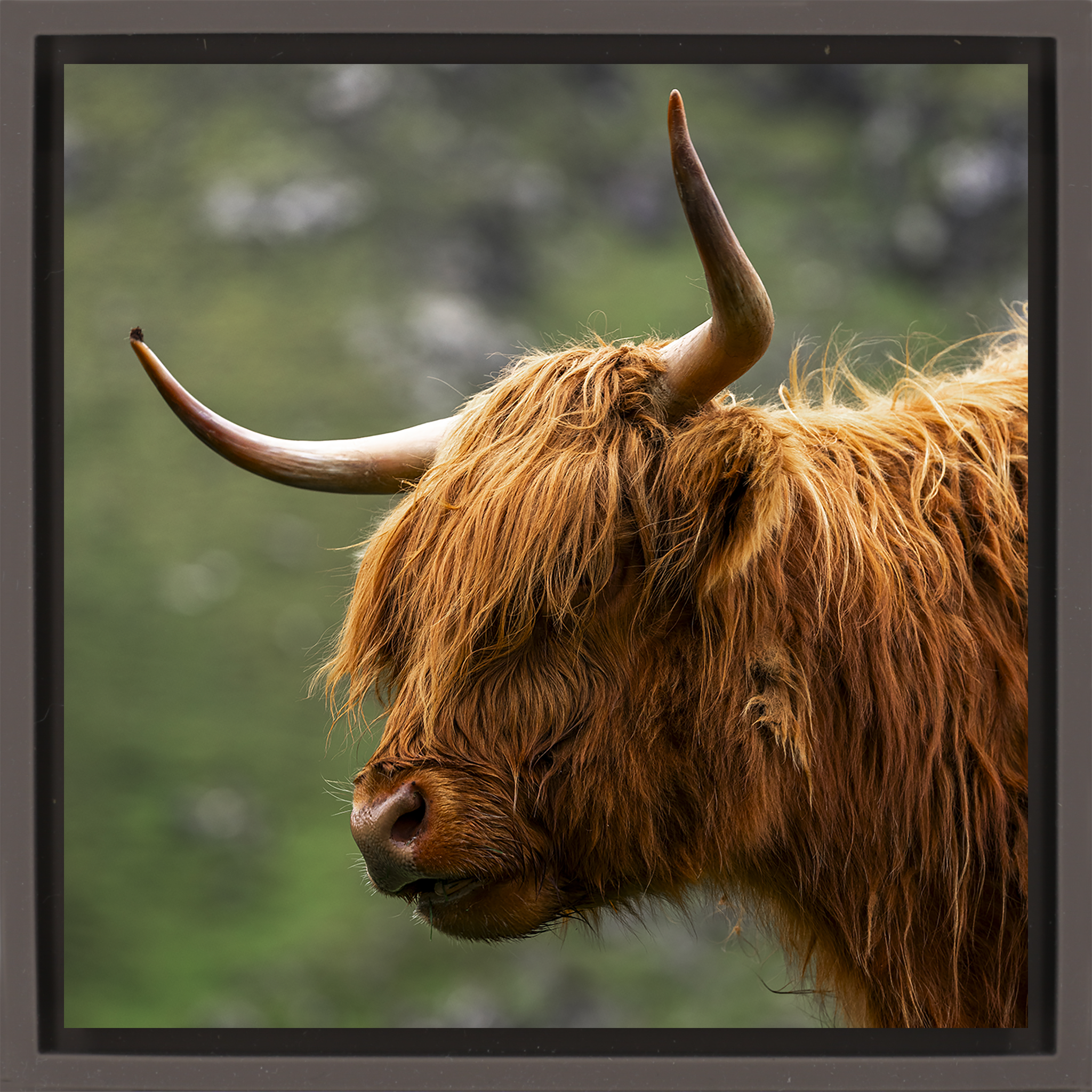 Faroe Highland- Brown Wrapp