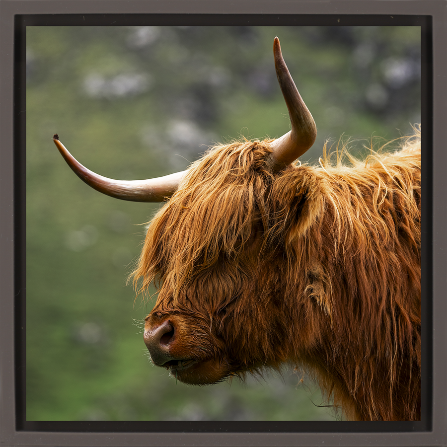 Faroe Highland - Brown Wrapp