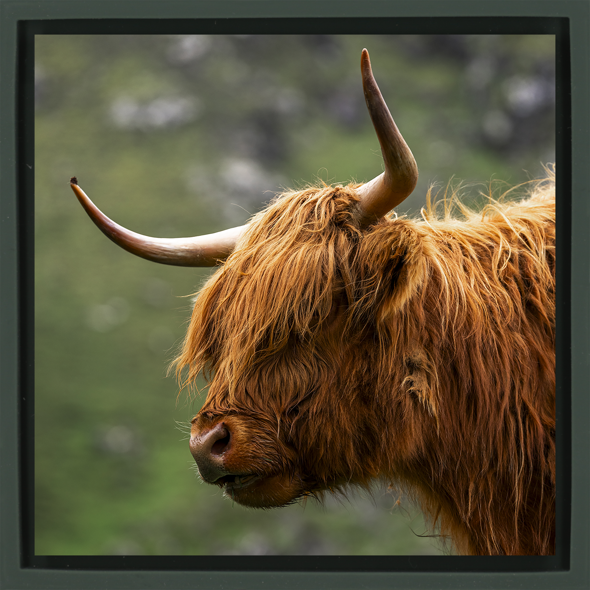Faroe Highland- Dark Green Wrapp