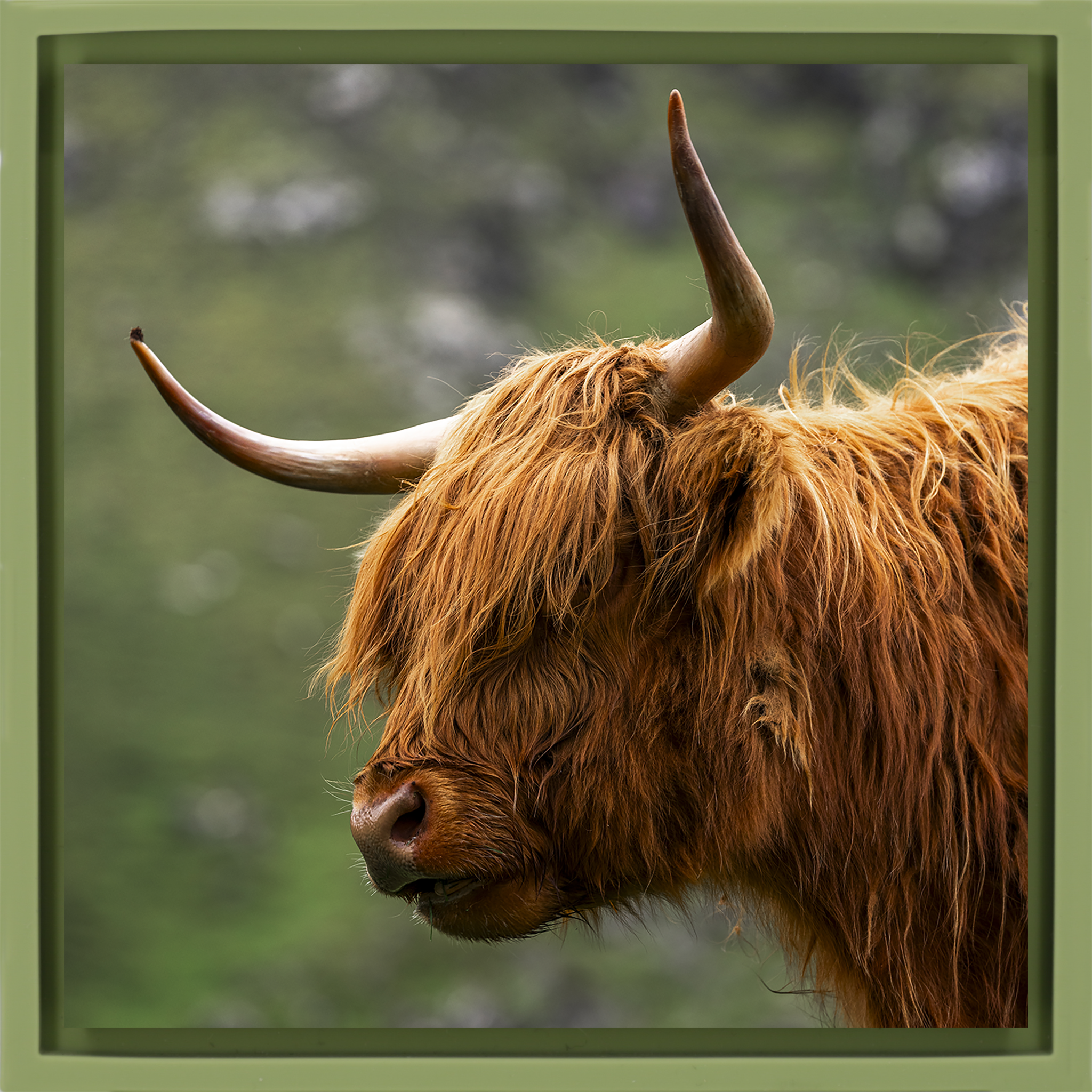 Faroe Highland- Light Green Wrapp