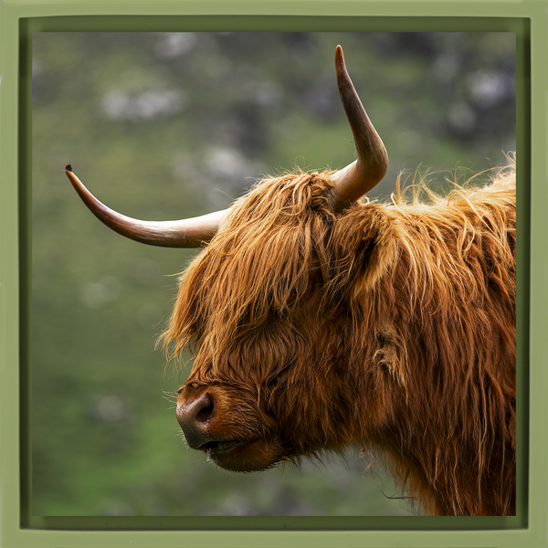 Faroe Highland - Light Green Wrapp