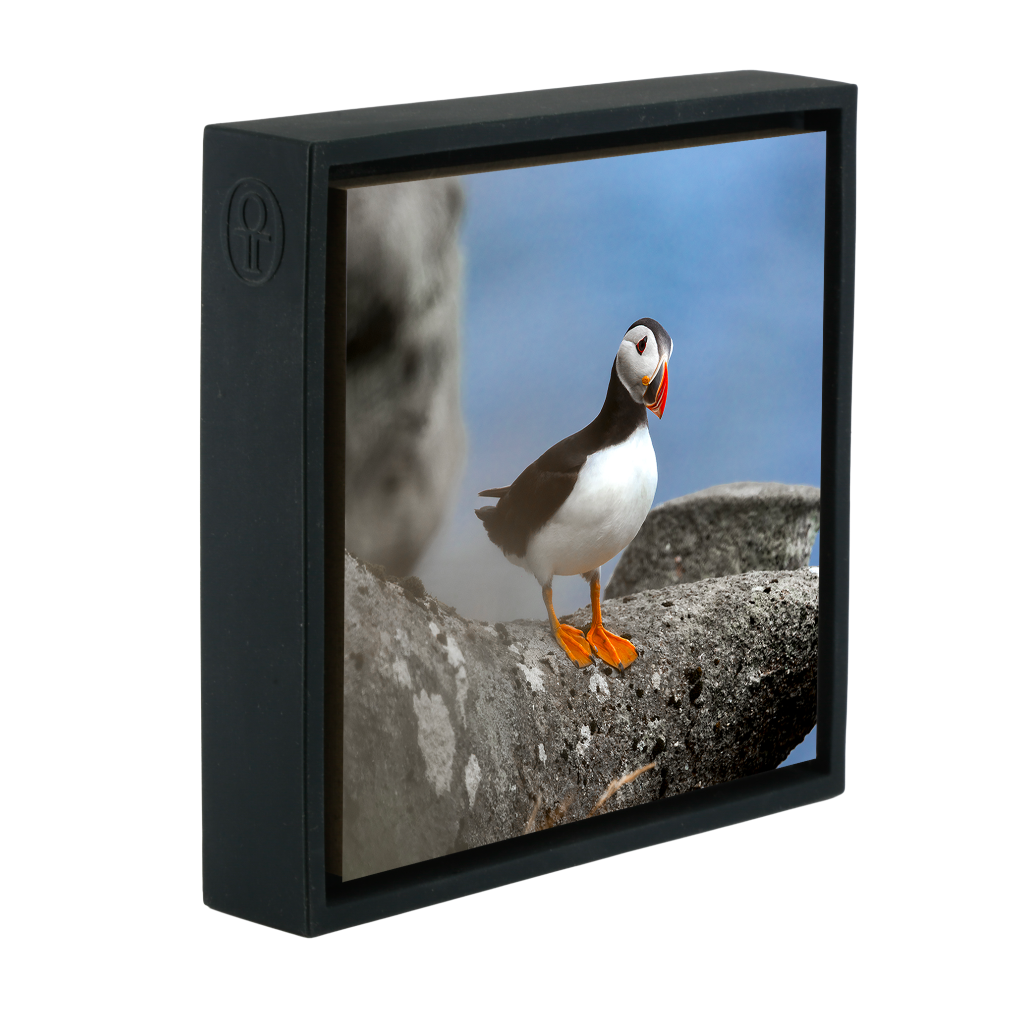 Atlantic Puffin- Black Wrapp