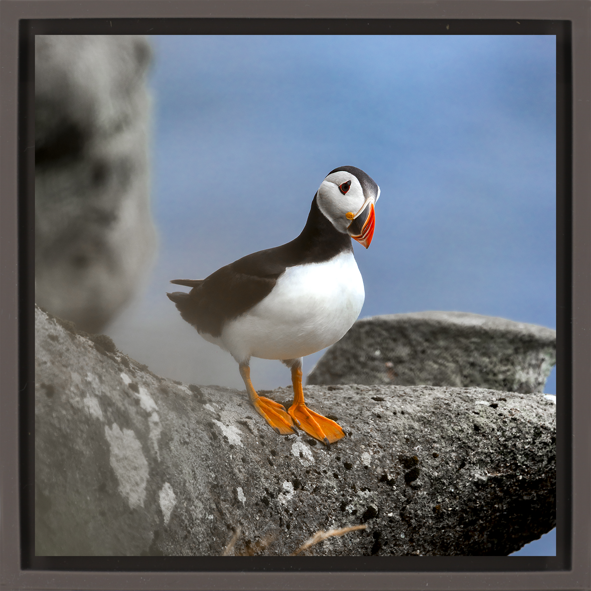 Atlantic Puffin- Brown Wrapp