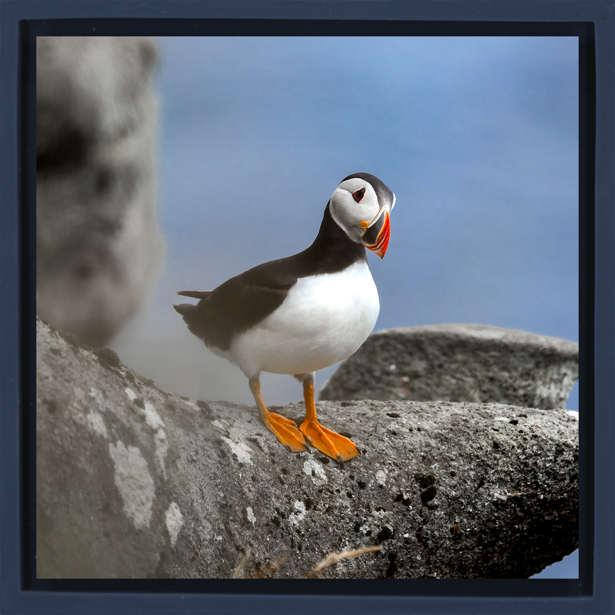 Atlantic Puffin- Dark Blue Wrapp