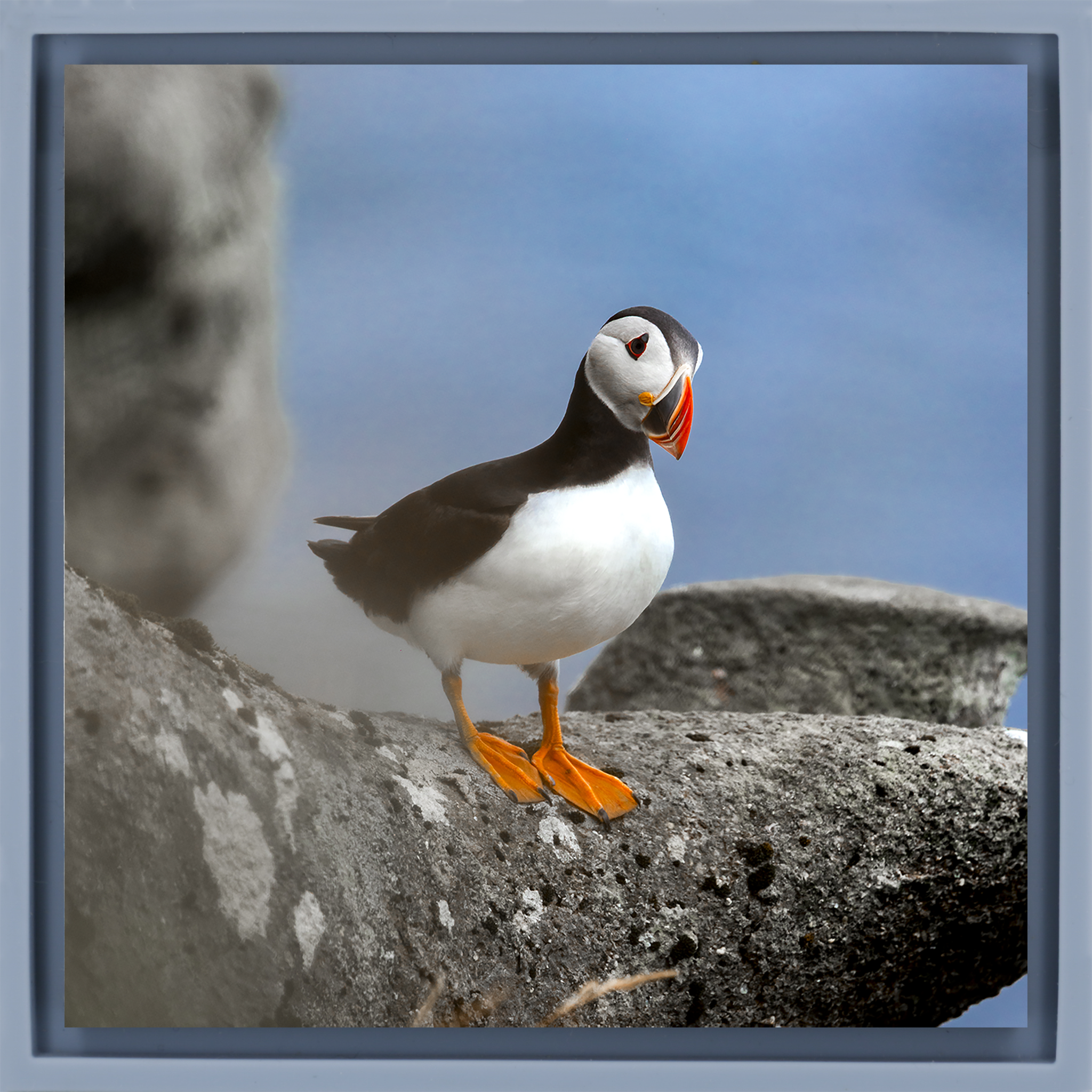 Atlantic Puffin- Light Blue Wrapp