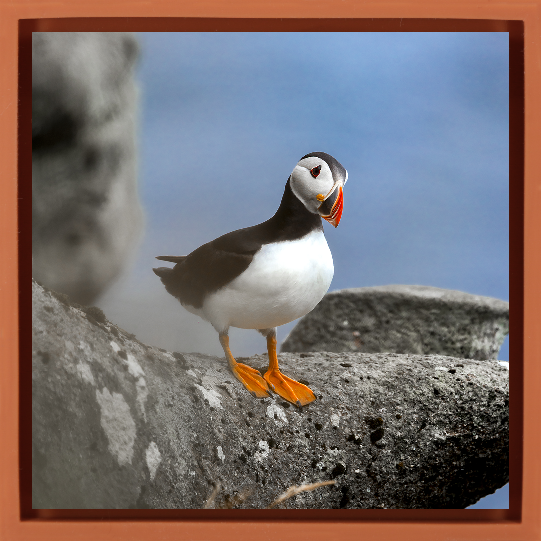 Atlantic Puffin- Orange Wrapp