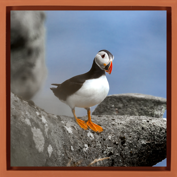 Atlantic Puffin - Orange Wrapp