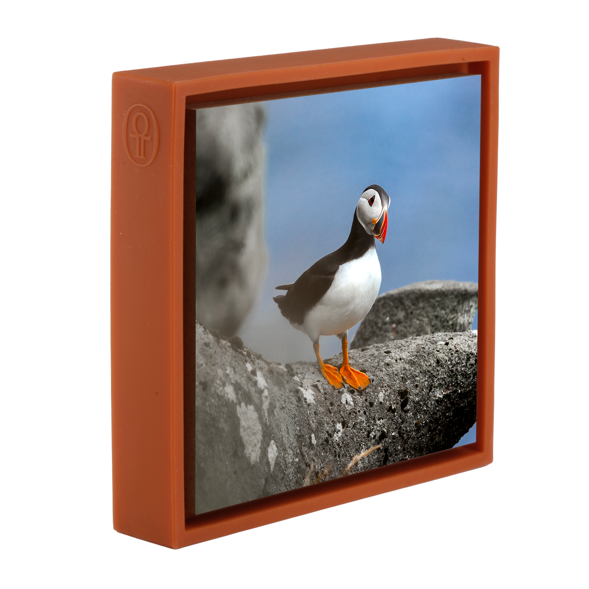 Atlantic Puffin- Orange Wrapp