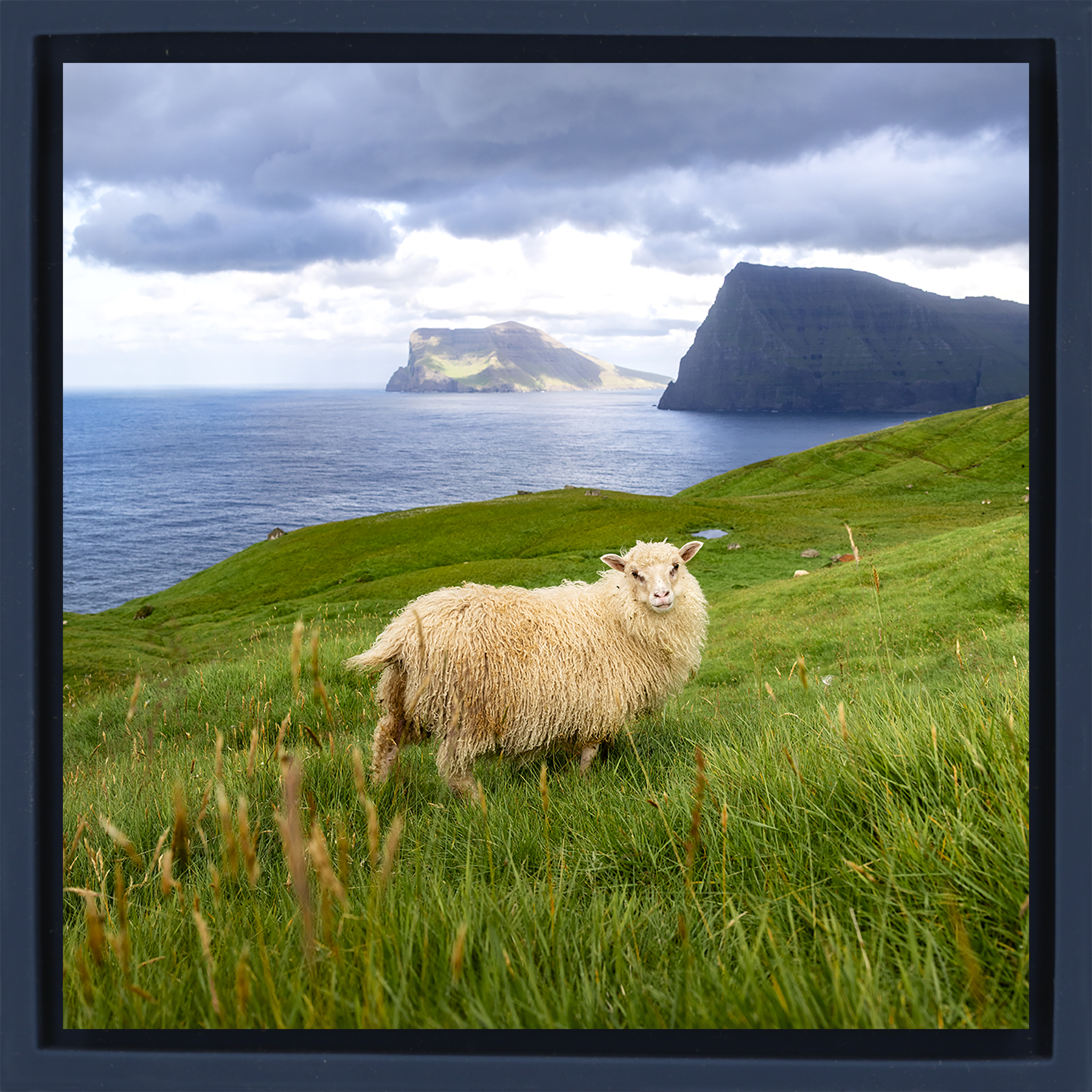 Ruler of the Faroes- Dark Blue Wrapp