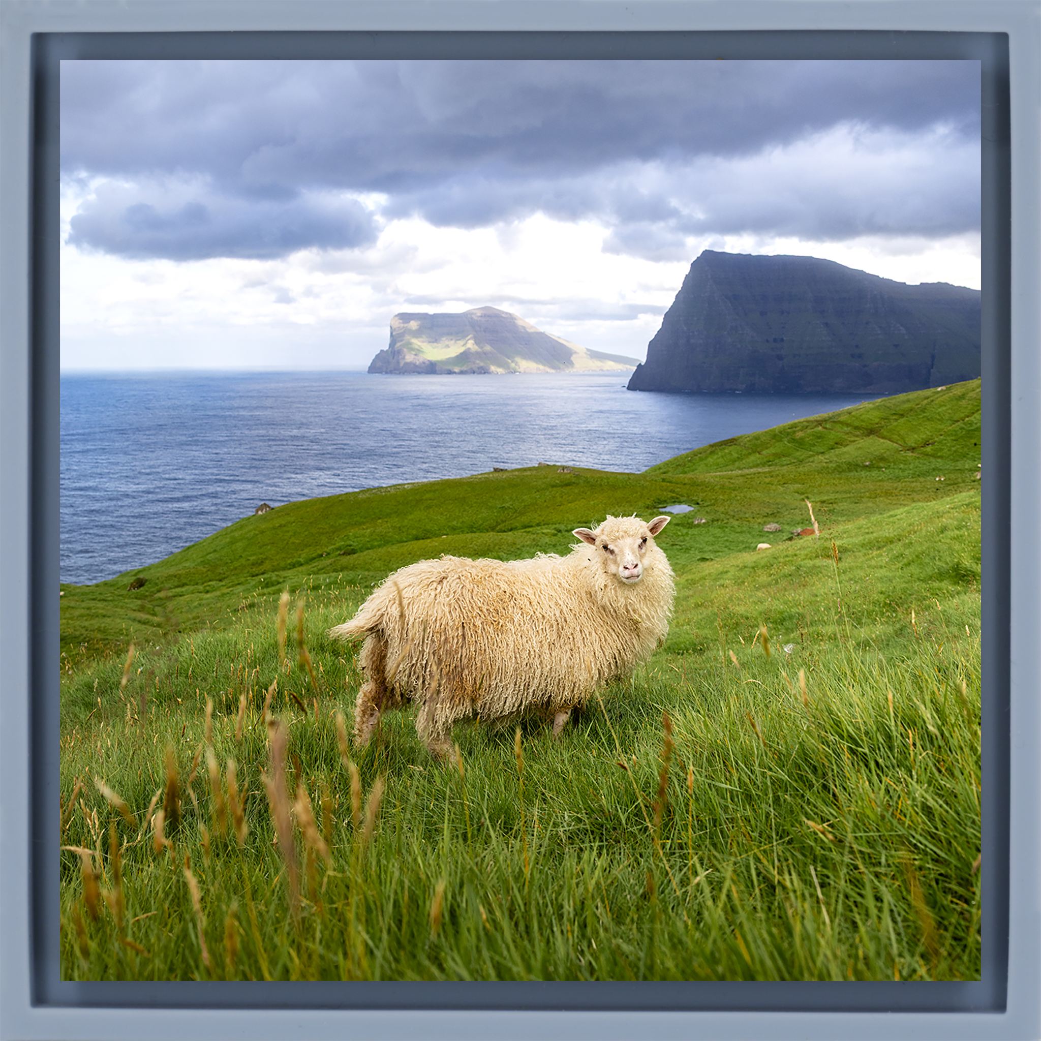 Ruler of the Faroes- Light Blue Wrapp
