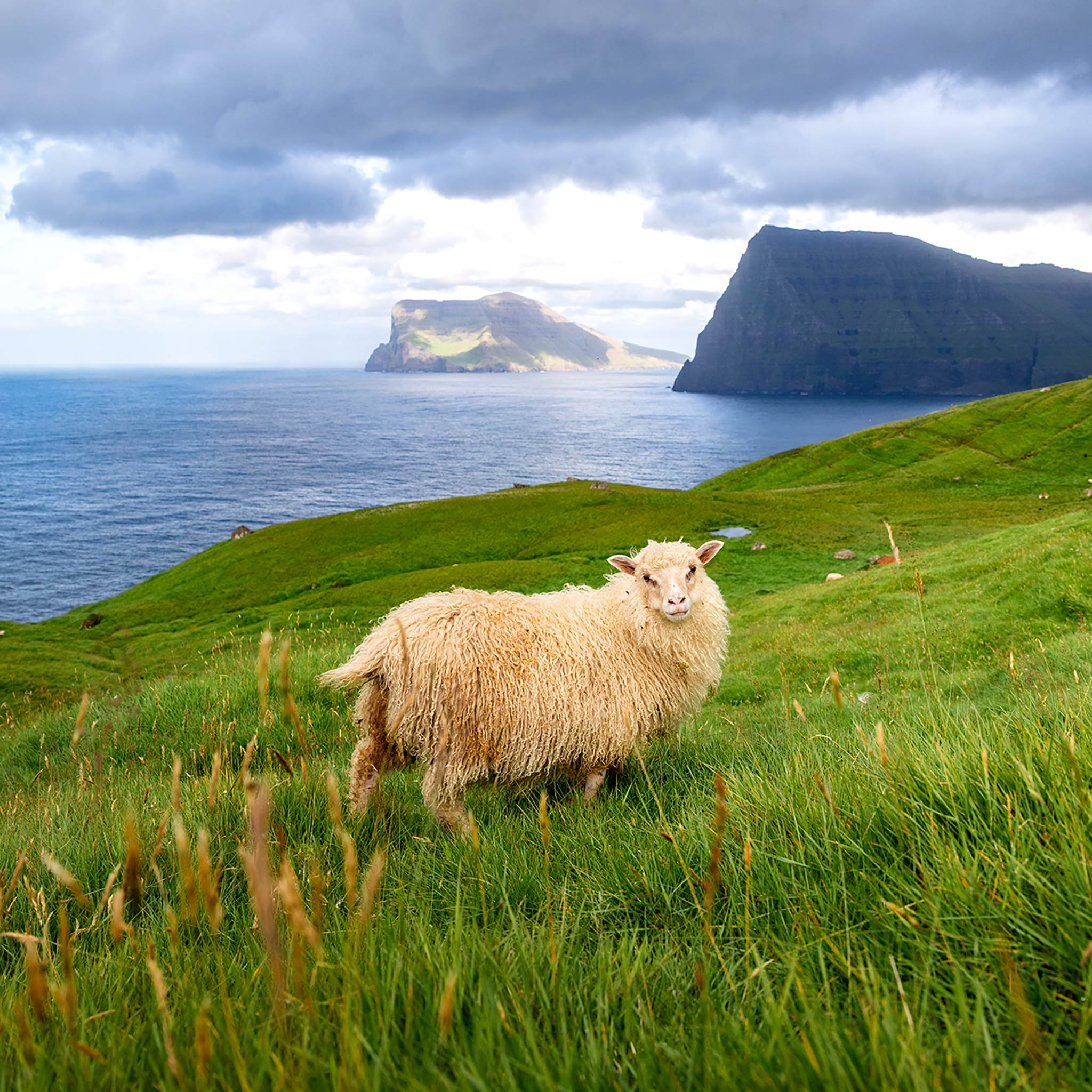 Ruler of the Faroes- Collection: Faroer Islands