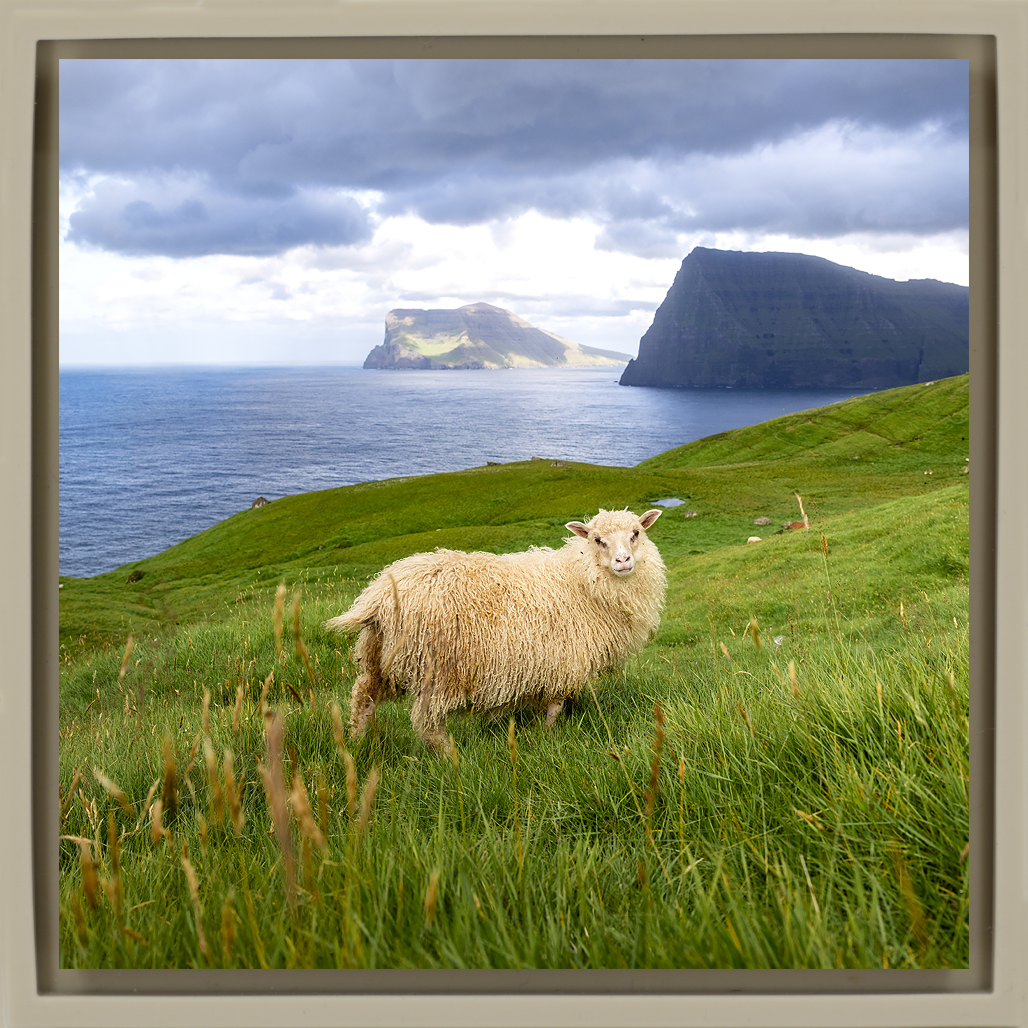 Ruler of the Faroes- Sand Wrapp