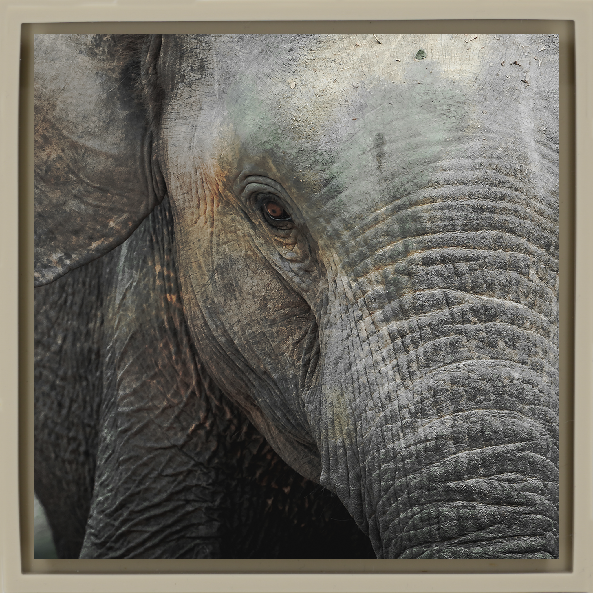 Eye of Wisdom- Sand Wrapp