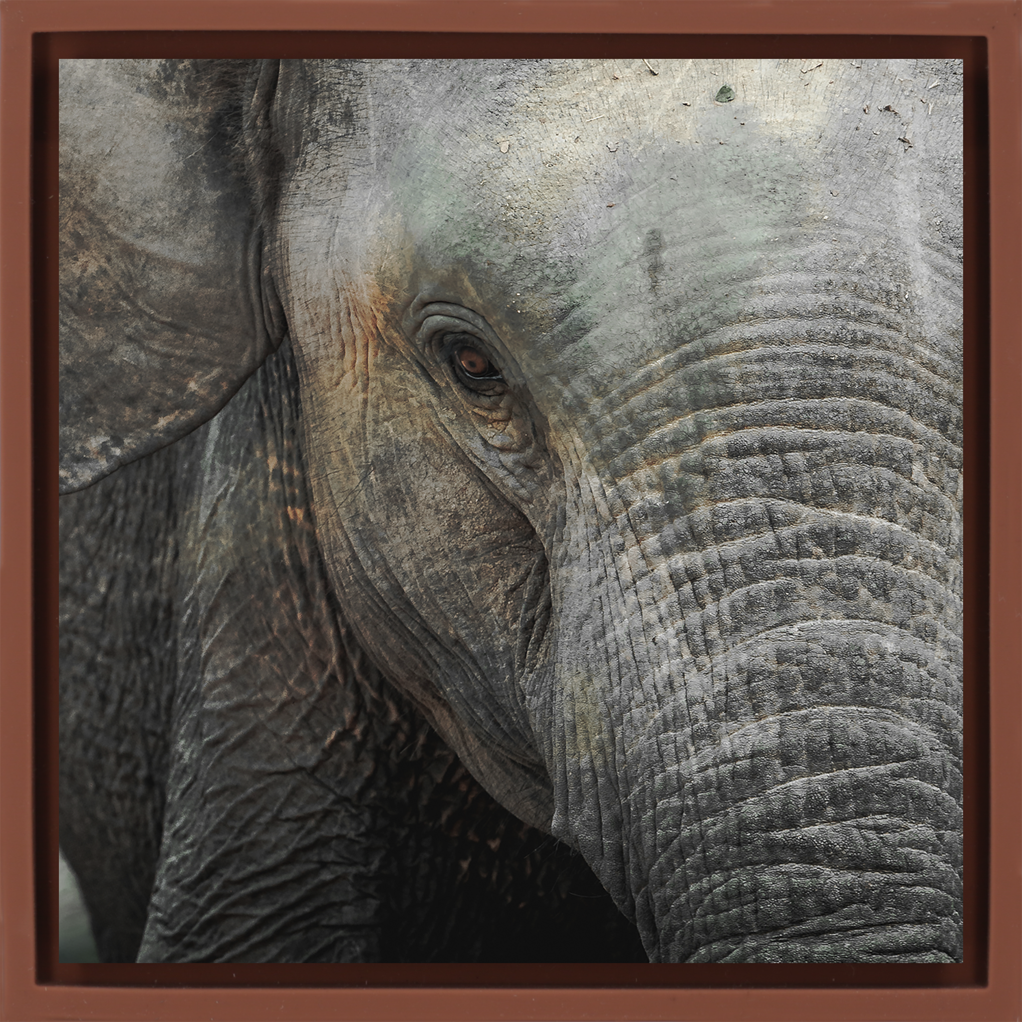 Eye of Wisdom- Terra Wrapp