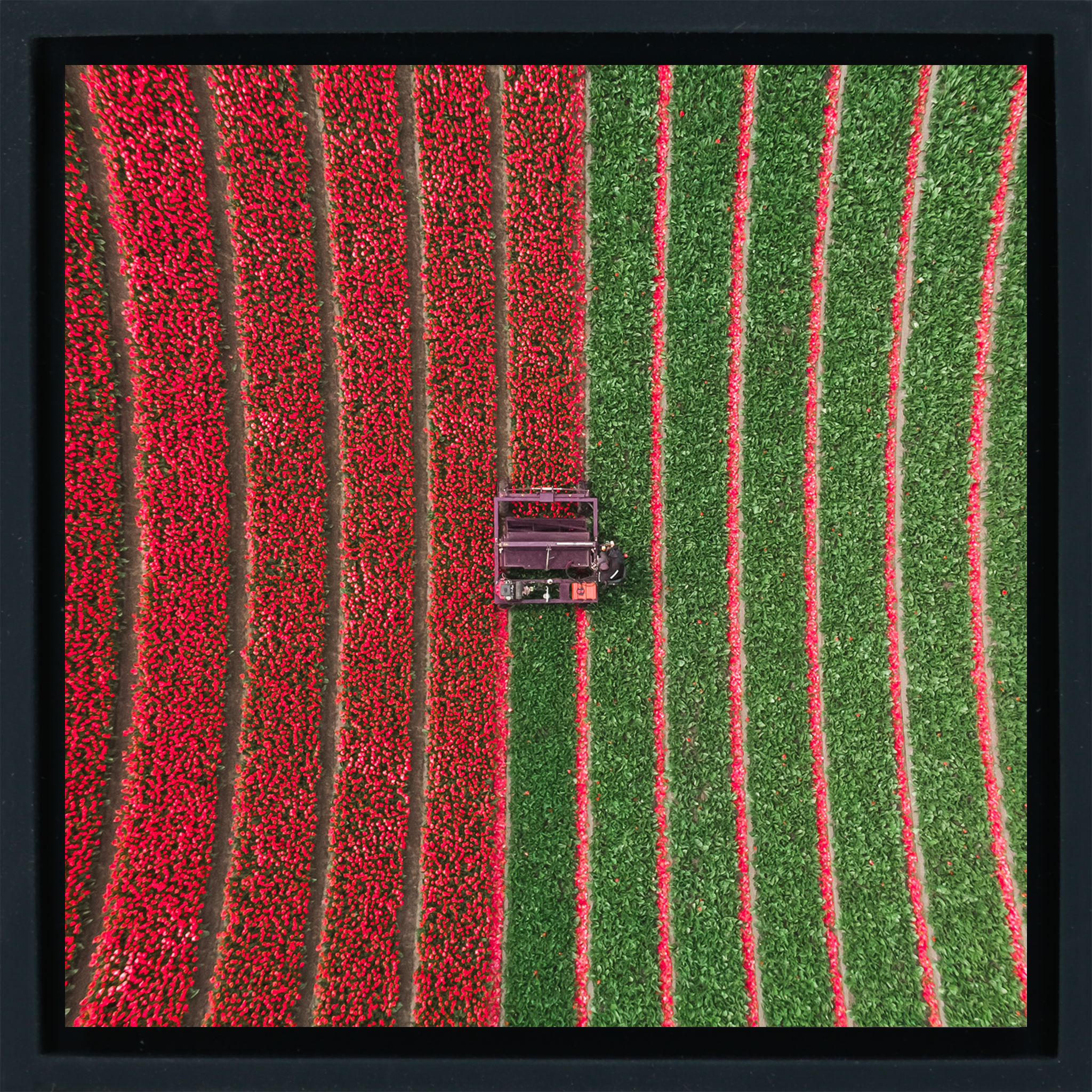 Tulip Field - Black Wrapp