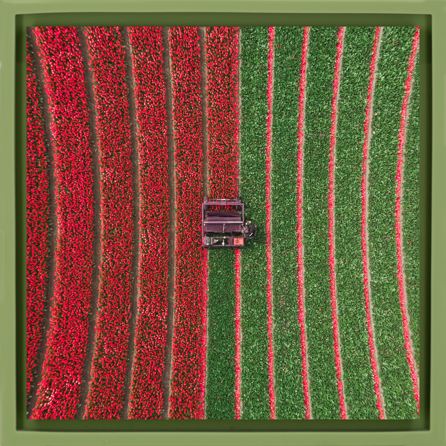 Tulip Field - Hellgrüne Wrapp