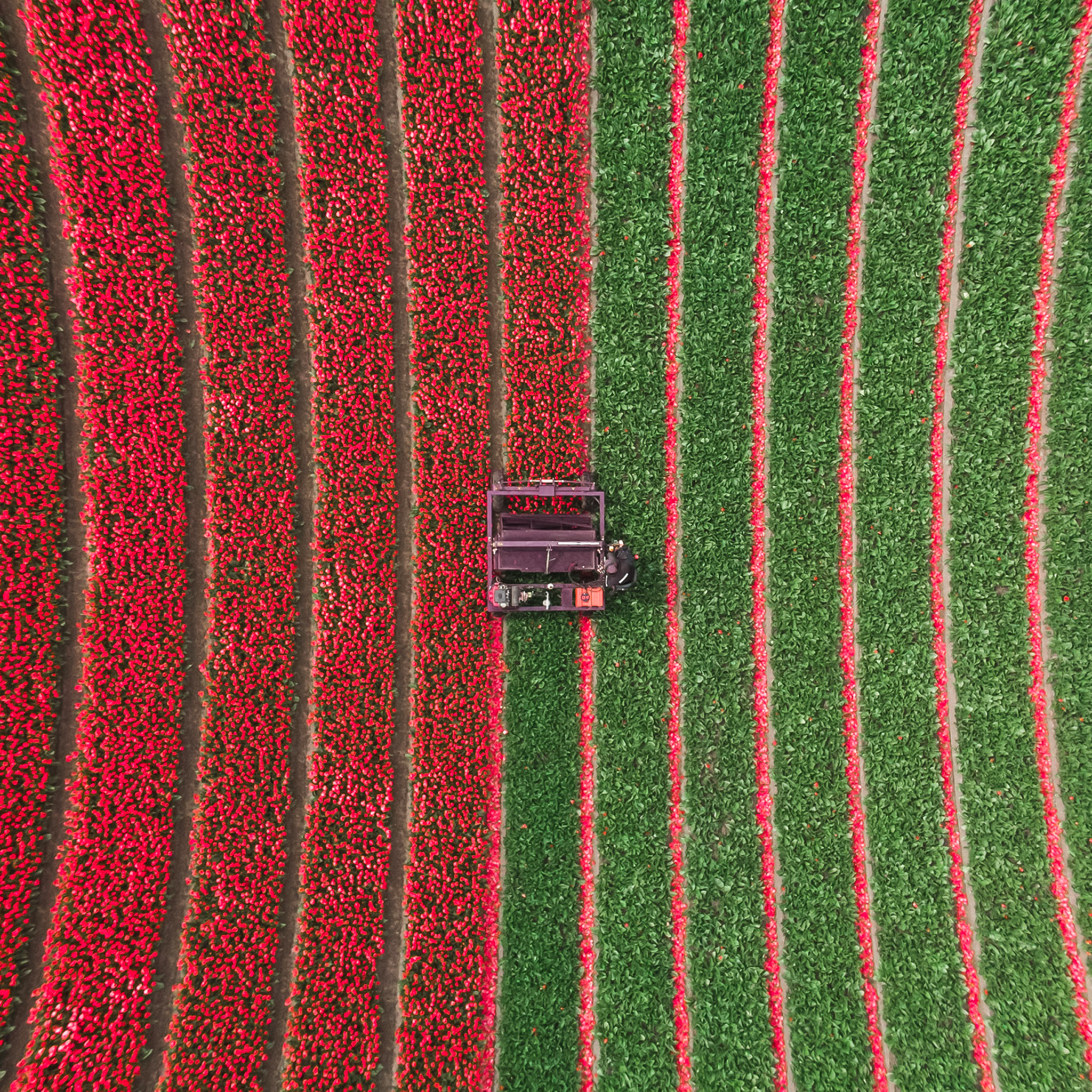 Tulip Field - Collection: The Netherlands