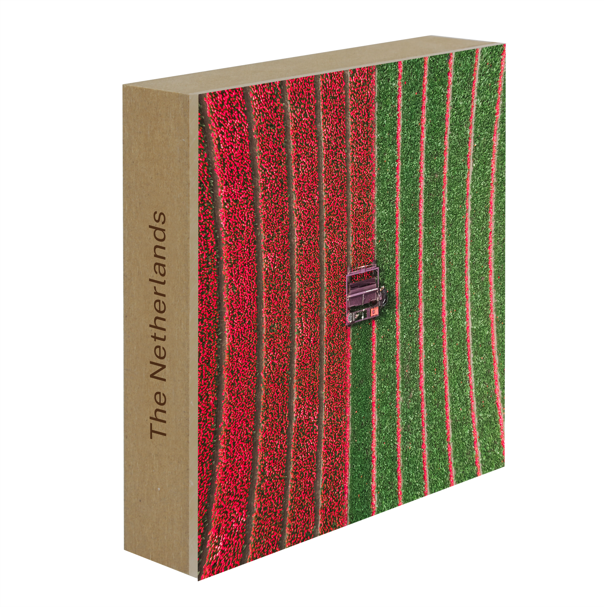 Tulip Field - Collection: The Netherlands