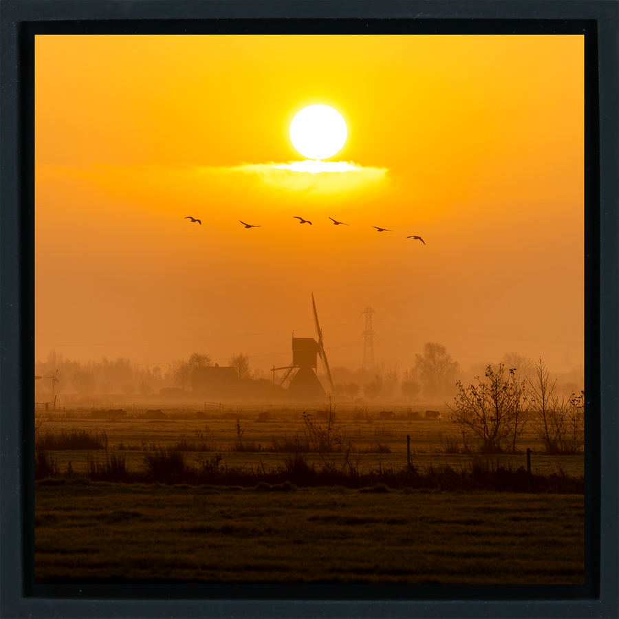Golden Solitude - Black Wrapp