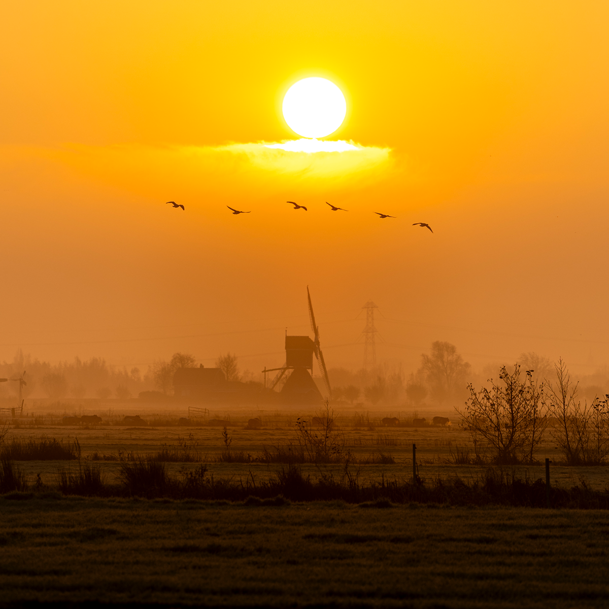 Golden Solitude - Kollektion: Niederlande