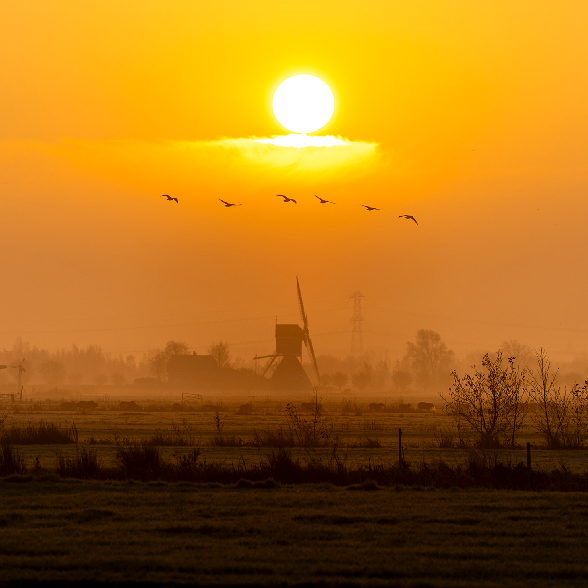 Golden Solitude- Collection: The Netherlands