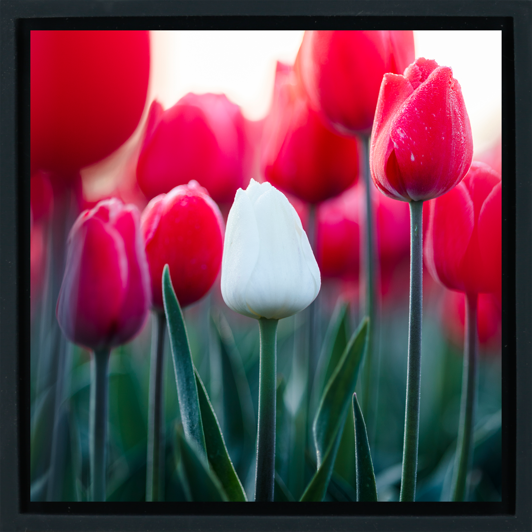 Standing Out - Zwarte Wrapp
