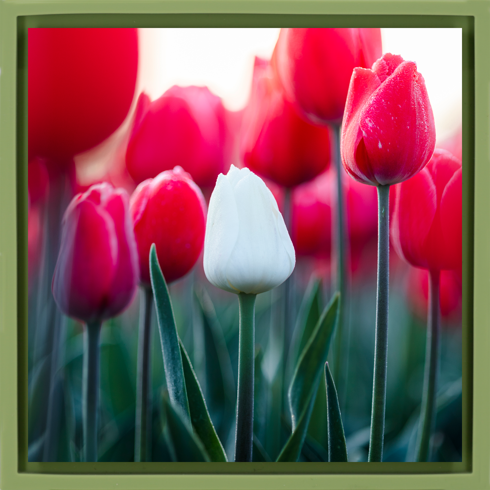Standing Out - Lichtgroene Wrapp